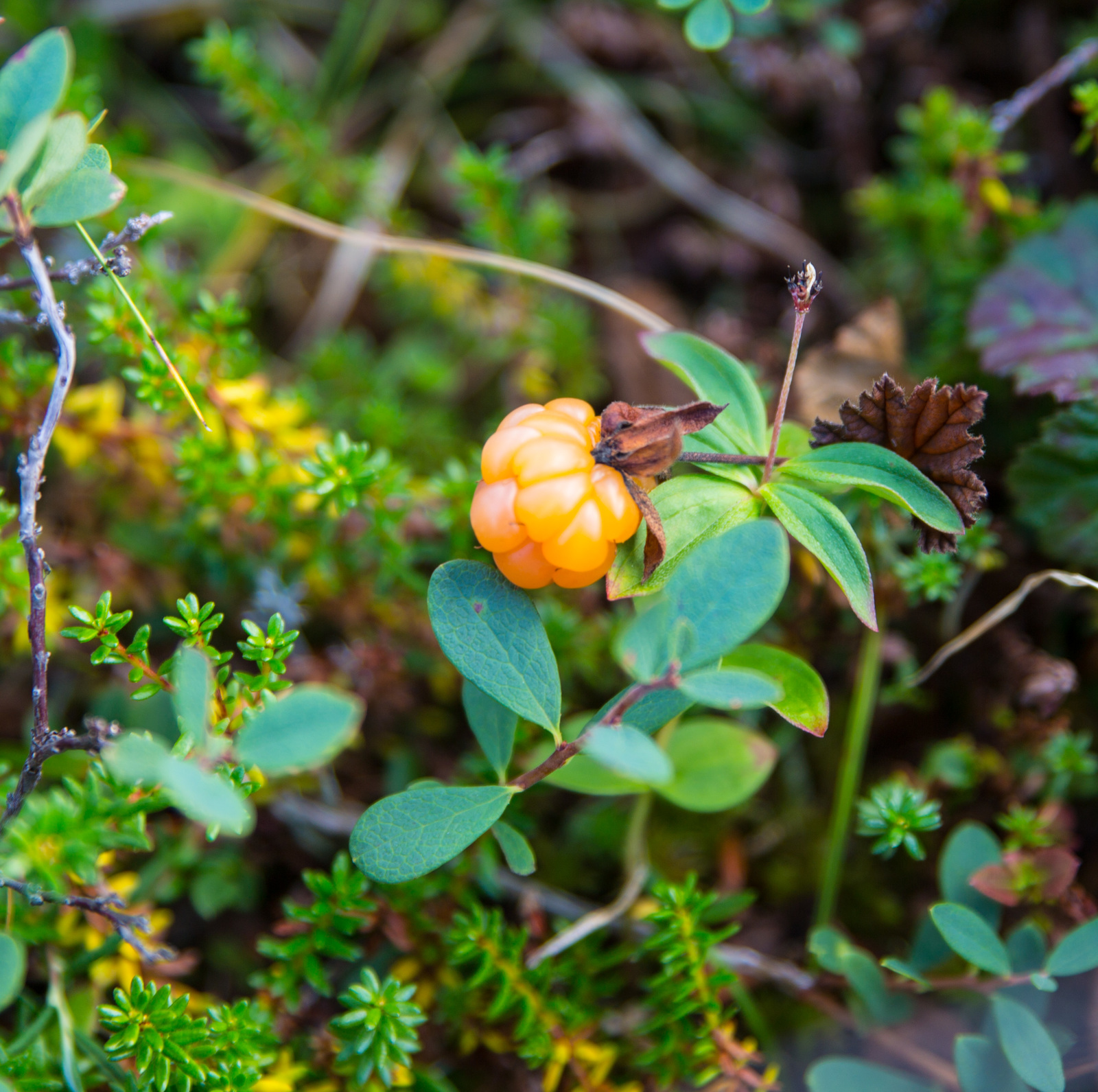 A little bit of the north is in your feed - My, North, Nature, Murmansk, Video, Longpost, Mushrooms, Berries