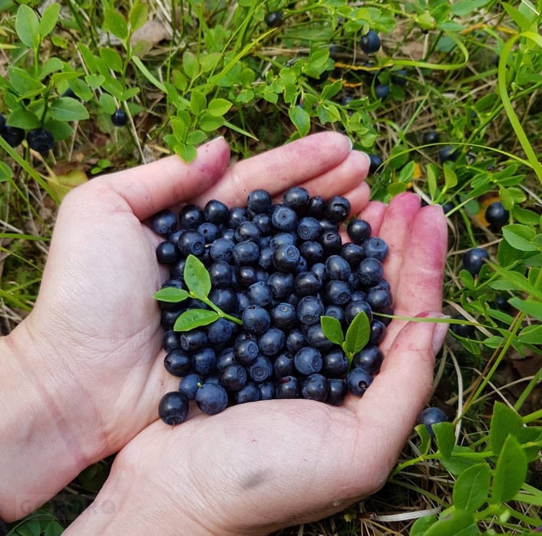 New berry. Черника Ямала. Ягода черника Ямал. Голубика на Ямале. Морошка Ямал.