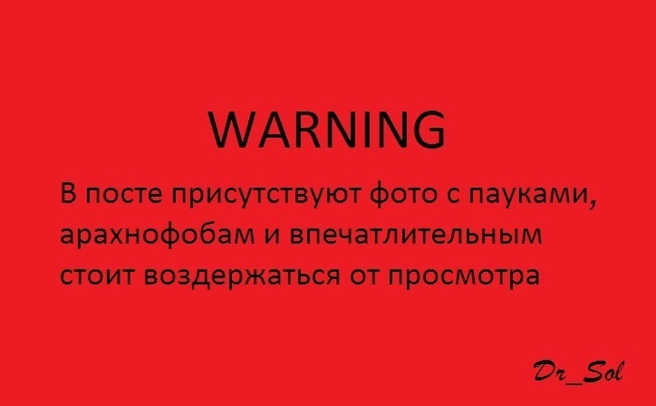 И снова птицееды... - Моё, Паук, Пауки-Птицееды, Арахнофобия, Длиннопост, Хобби, Милота, Полиняшки