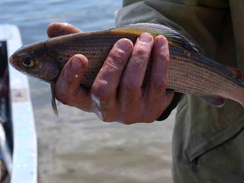 Harris is our everything... - My, Fishing, Grayling, River