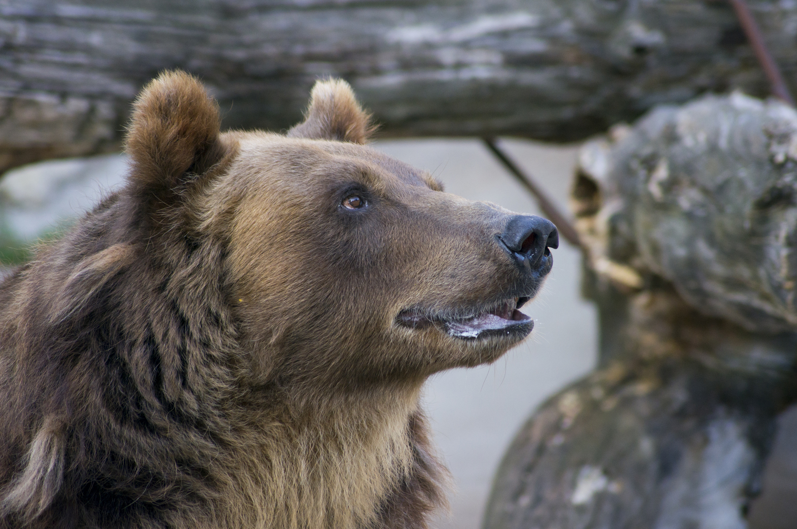 Bear, Bear, where is your smile? - My, My, The Bears, Moscow Zoo, Sony alpha 580