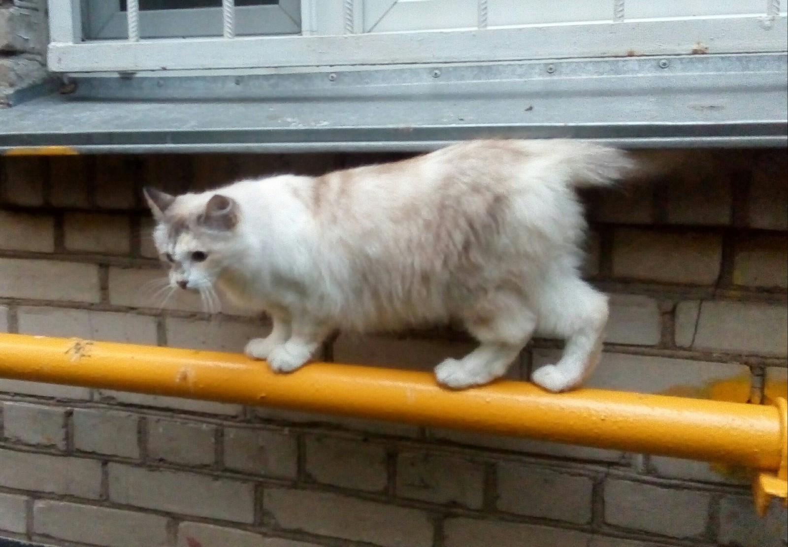 Kittens in our area - cat, Fluffy, Longpost