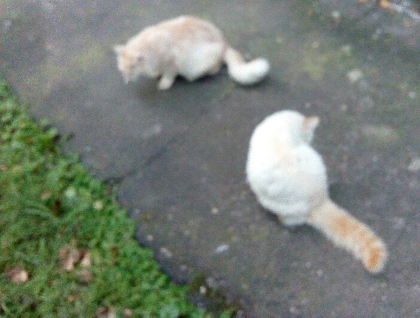 Kittens in our area - cat, Fluffy, Longpost