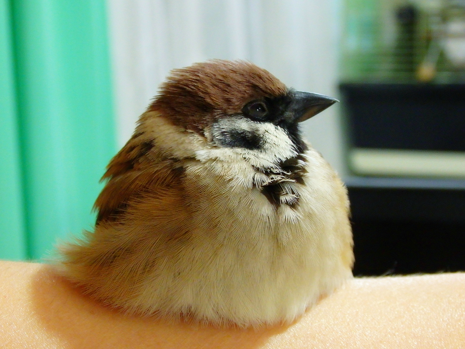 How to fall asleep in three frames. - My, Birds, , Sparrow, Sparrow Tosha, , Longpost