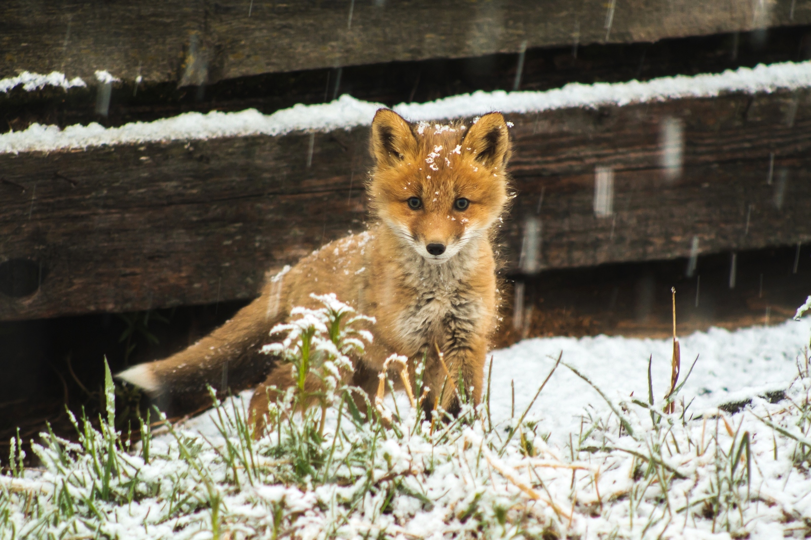 Foxy, northern, snowy - My, Fox, The photo, Chukotka, Longpost