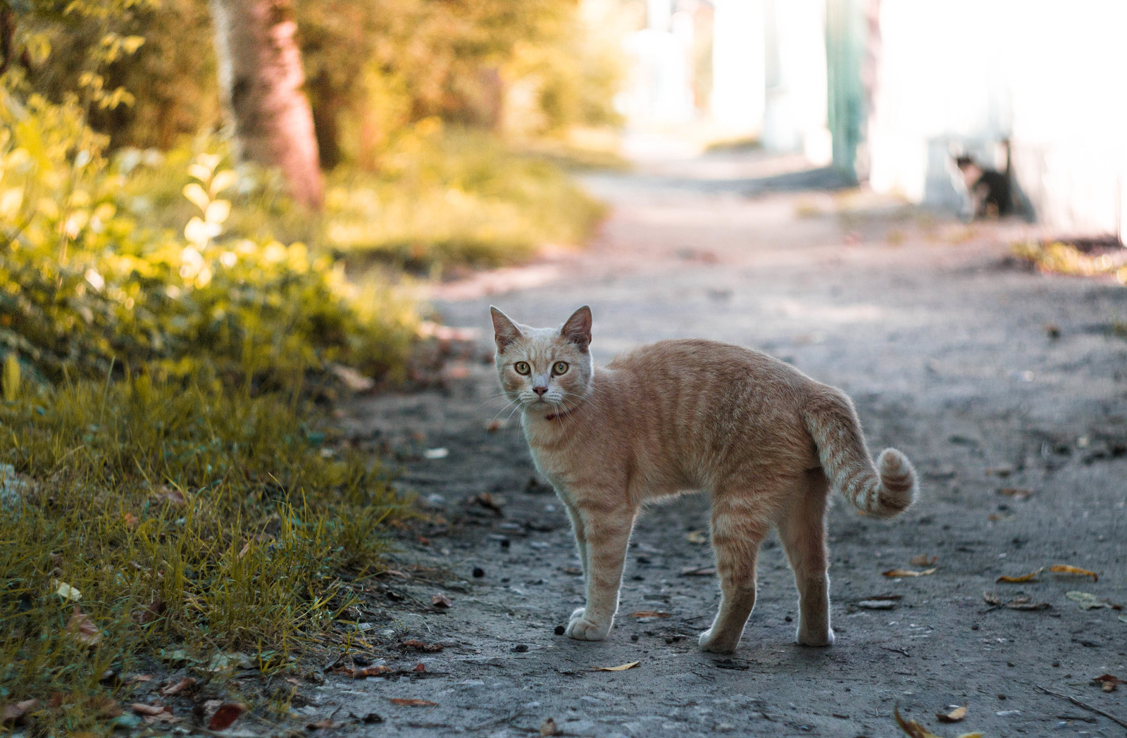 Warm kitty - My, Helios44-2, Helios, cat, Nikon, Helios44-2, Helios