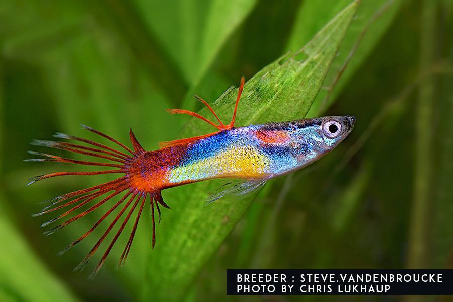 Guppy crown (umbrella) - new selection! - Guppy, Aquarium fish