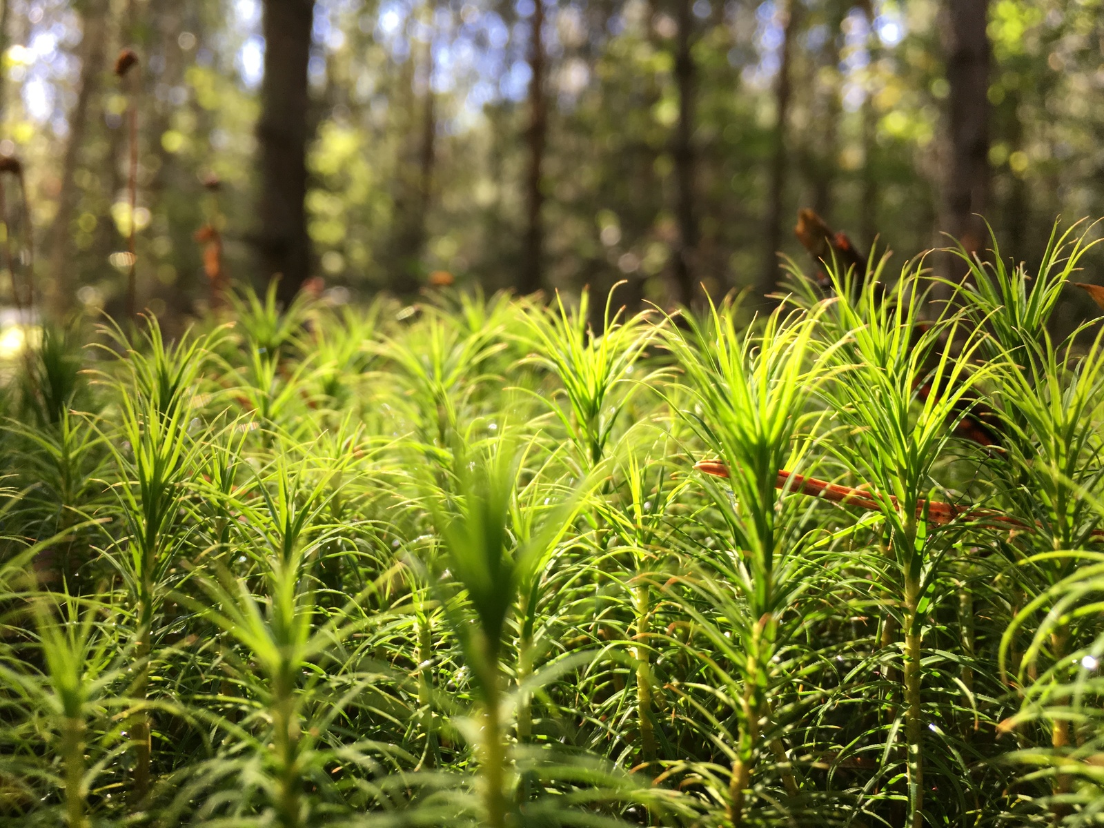 End of summer - My, Forest, Summer, Mobile photography