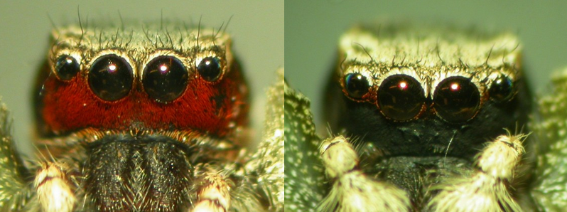 Scientists gave makeup to male jumping spiders. - My, Spider, The science, Research, Border, Longpost, Jumping spider, Cannibalism, Mating games