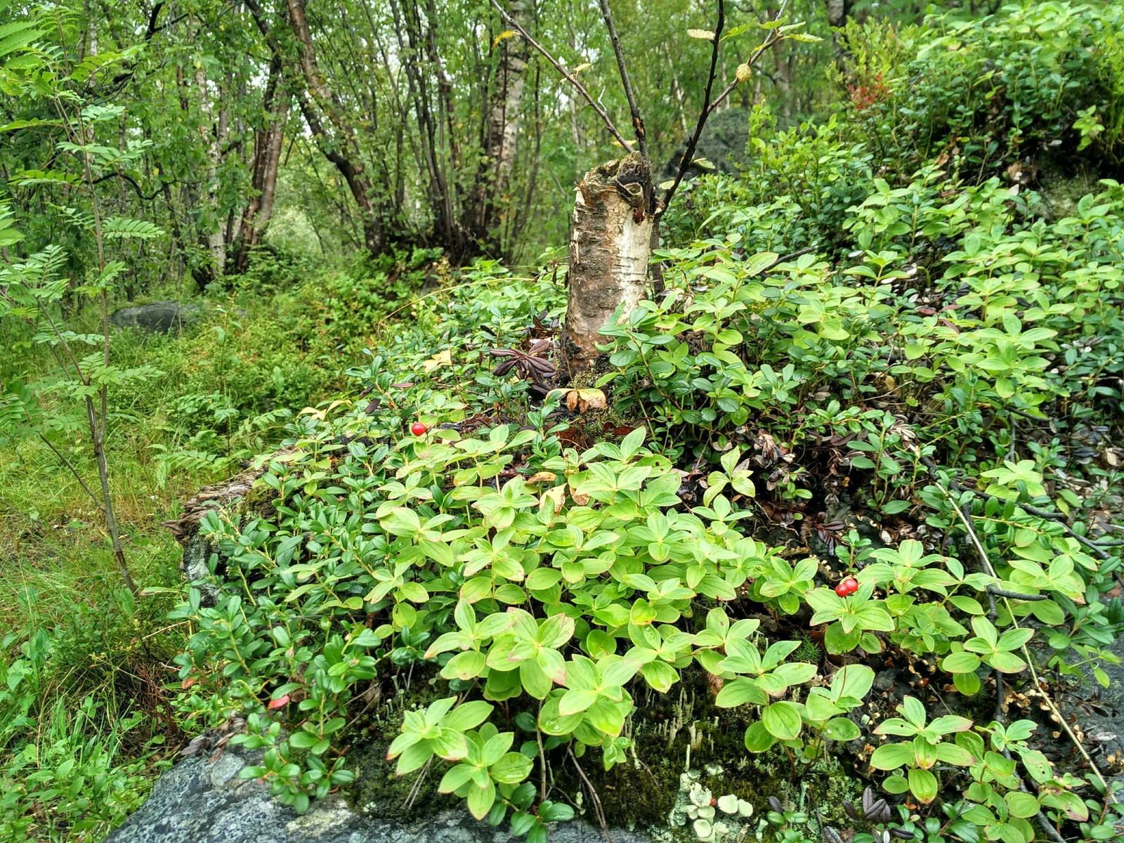 Summer Arctic to your feed - My, Severomorsk, Arctic, Nature, The nature of Russia, Longpost