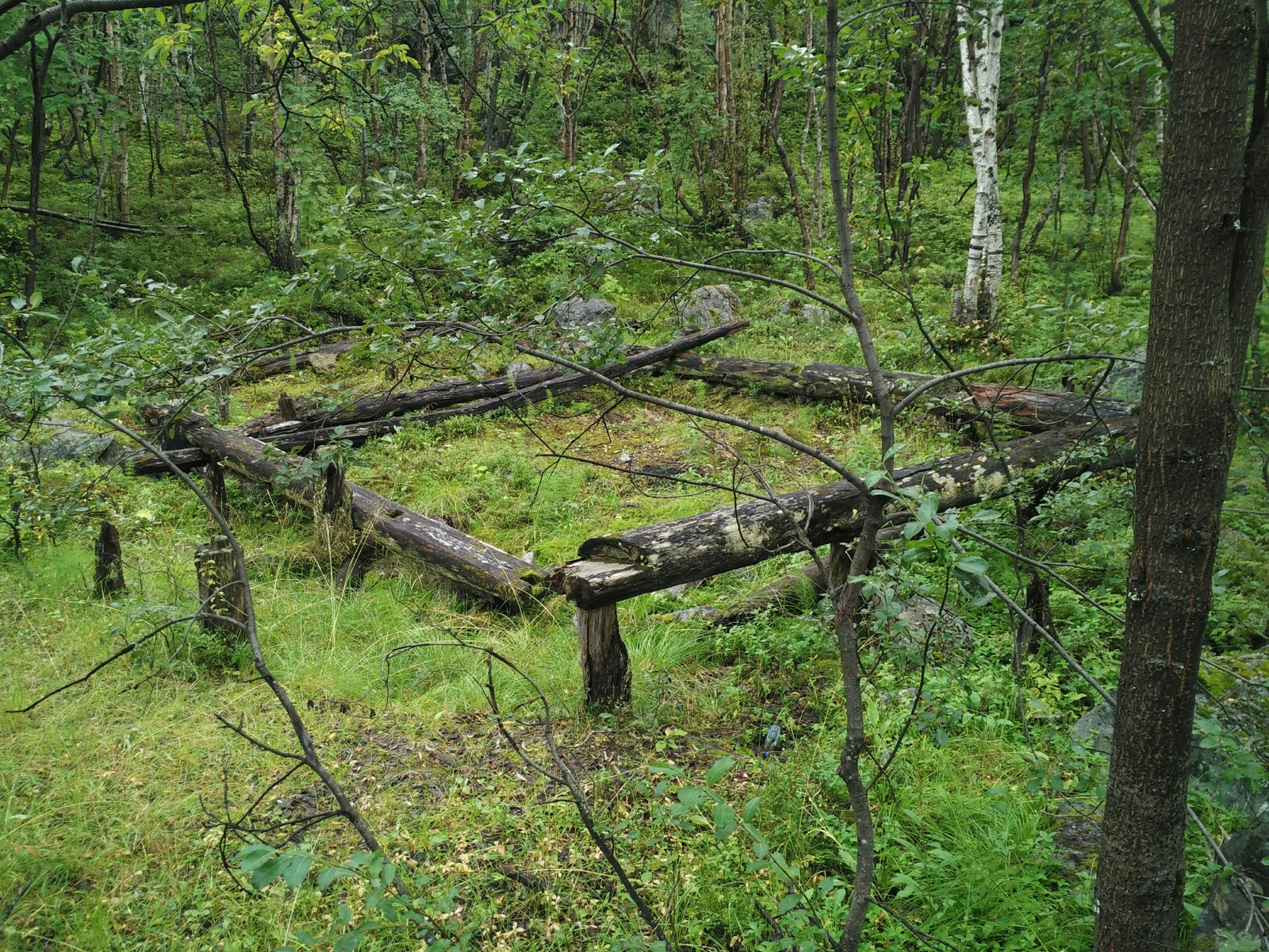 Summer Arctic to your feed - My, Severomorsk, Arctic, Nature, The nature of Russia, Longpost