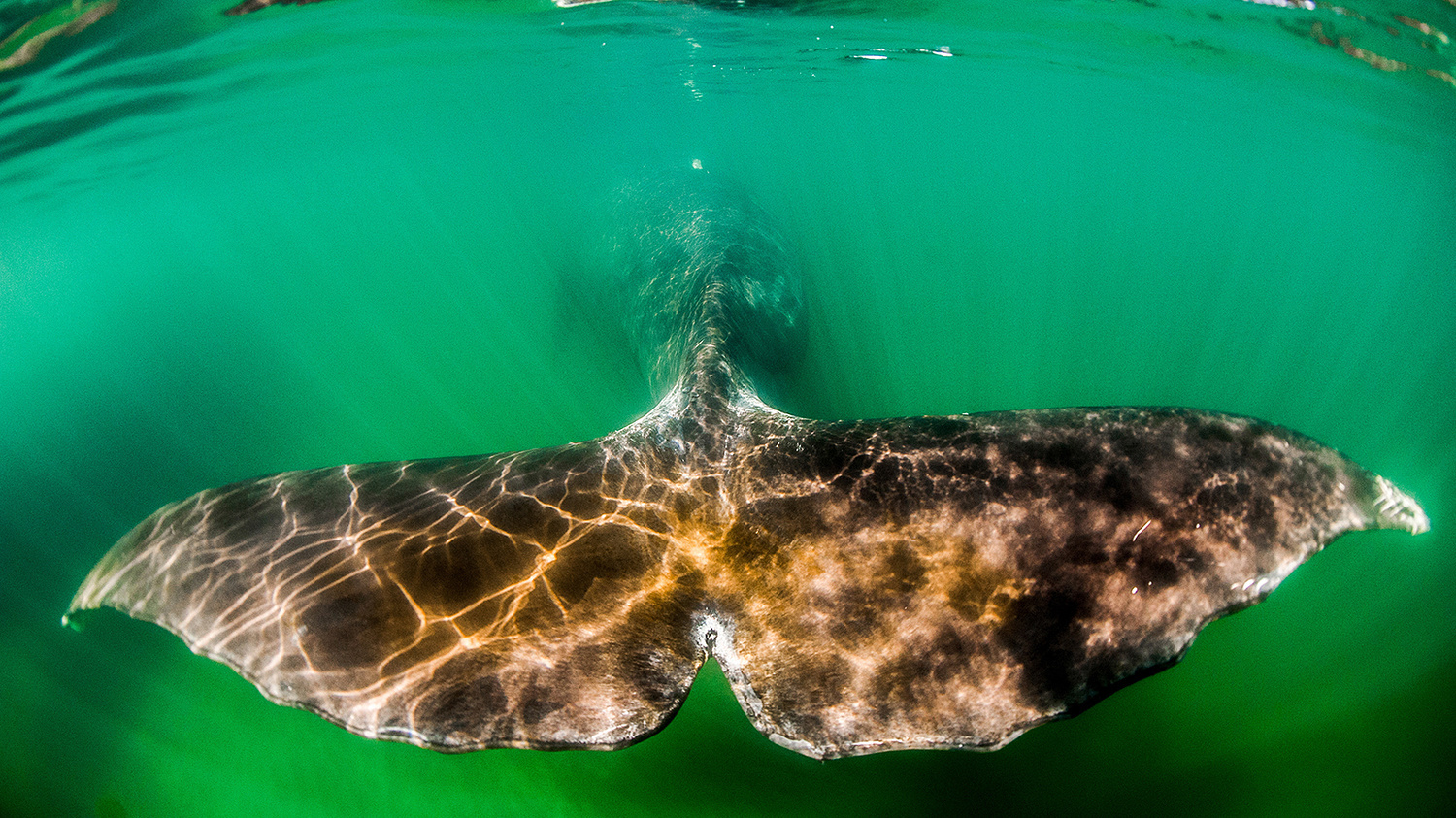 Good Giants of Wrangel Bay - My, Whale, Bowhead whales, Animals, Wrangel Island, Дальний Восток, Longpost
