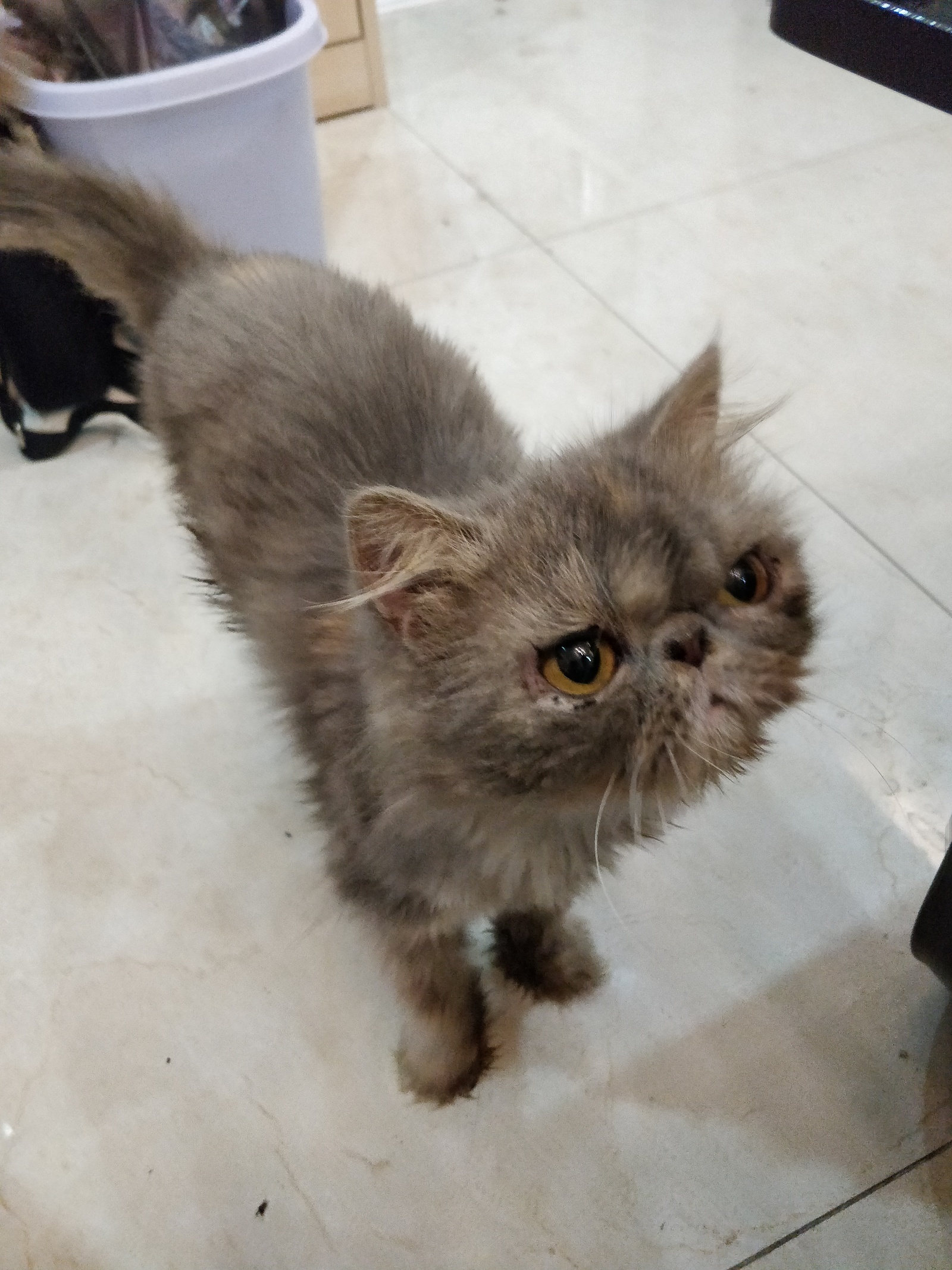 Fast. - My, cat, Tricolor cat, Persian cat, For subscribers, Longpost