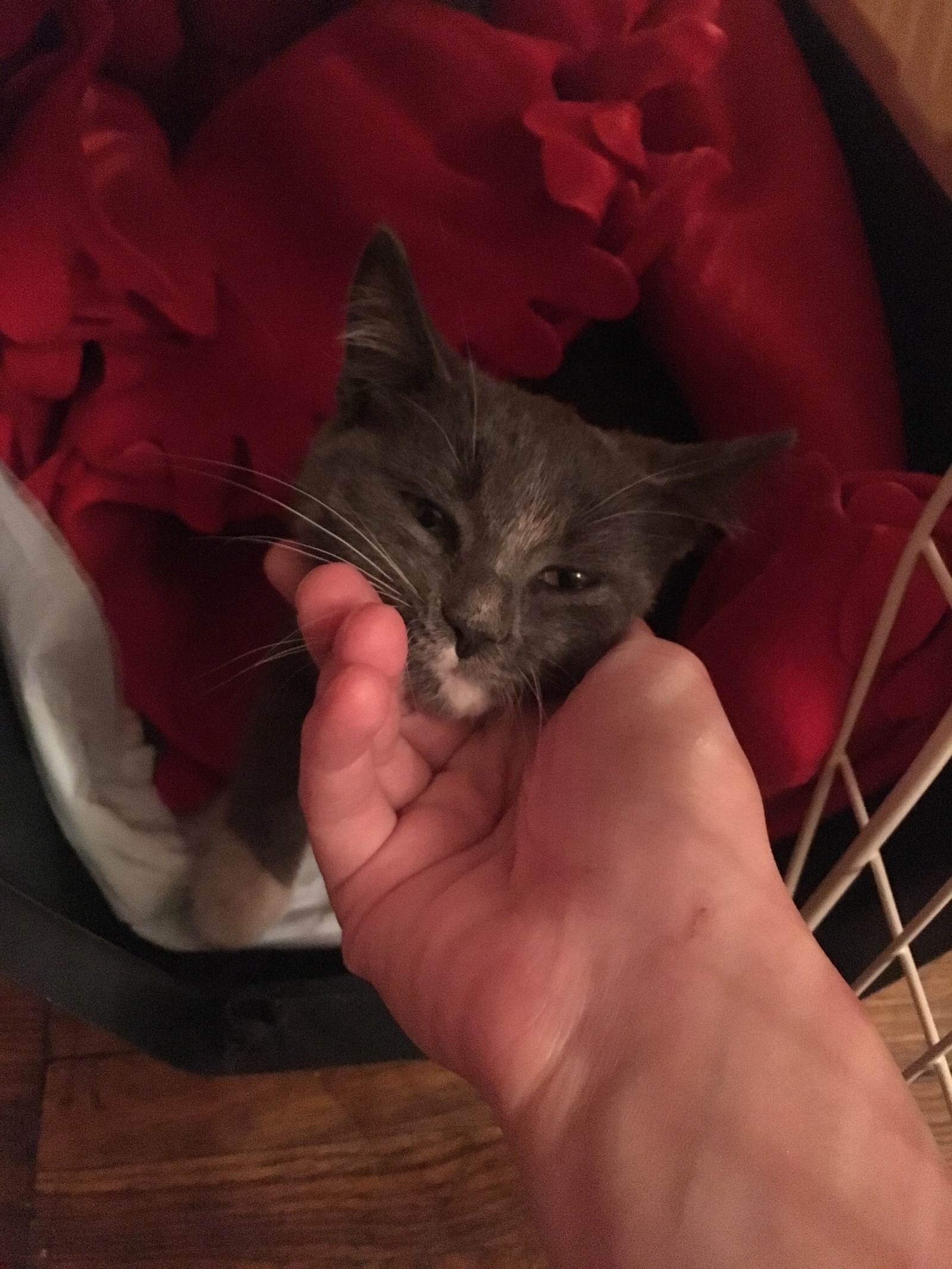 Kitty has found a new home! - My, cat, Kindness, New house, Meow, Longpost