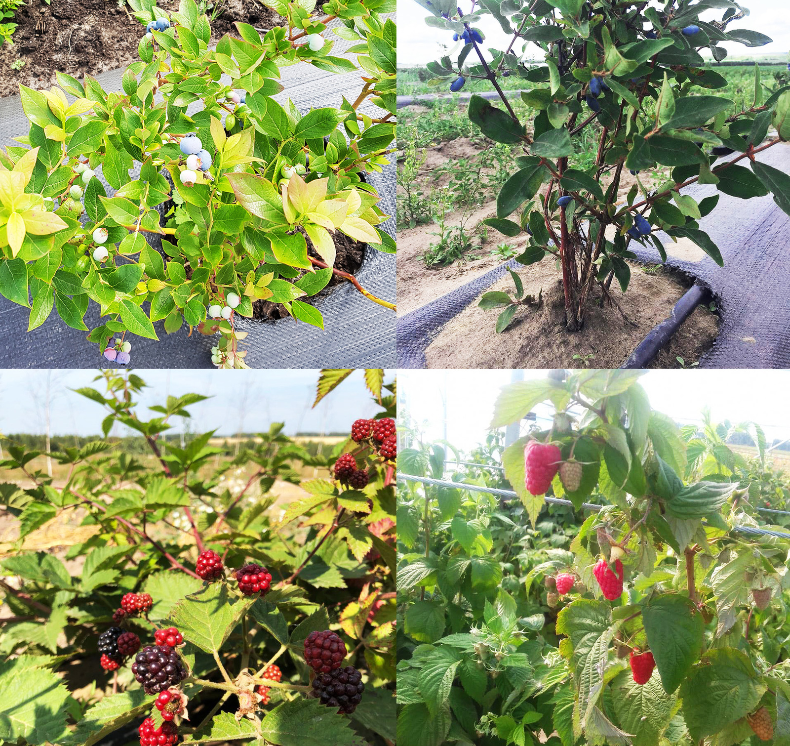 Как выращивают ягоды чтобы, урожай, материал, выращивается, необходимо, голубику, сделано, который, плодоношения, плодоносить, насаждения, можно, ягода, ягоды, вручную, самых, меньше, ягоду, только, лучшие