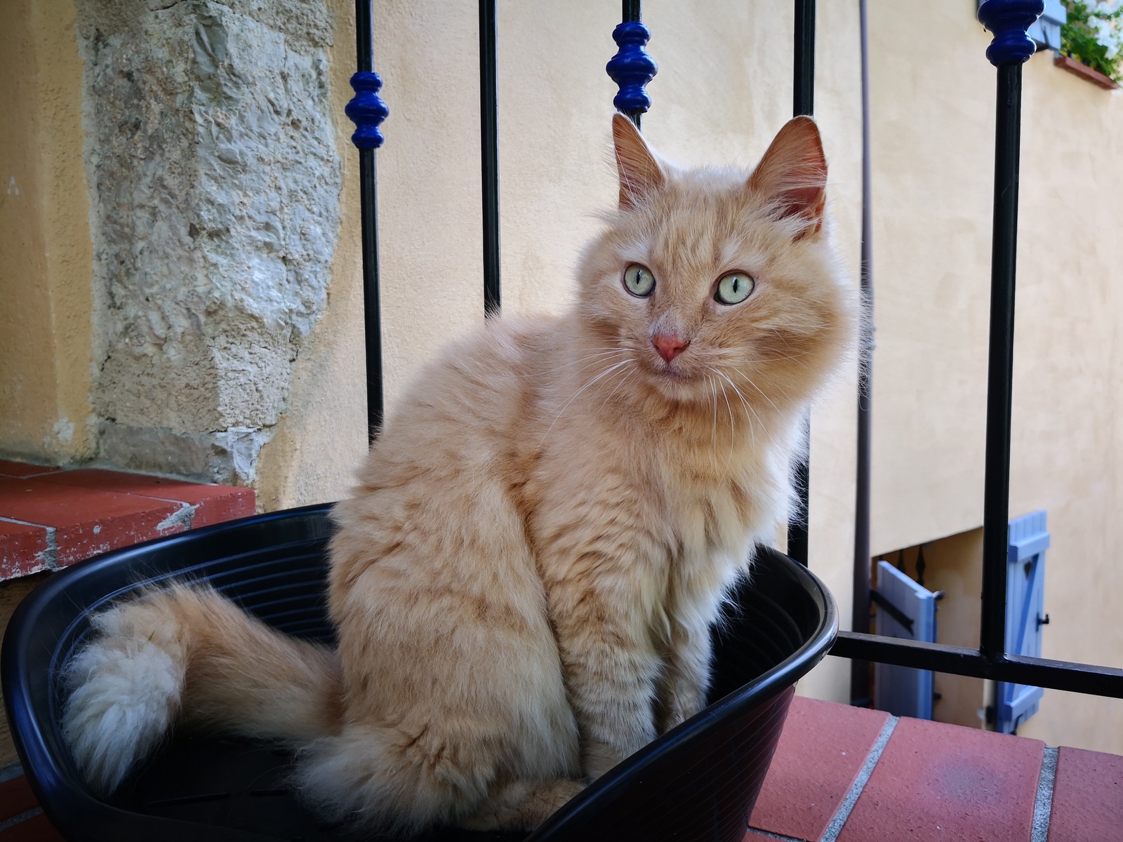 Roquebrune cats - My, cat, The photo, Milota, Longpost