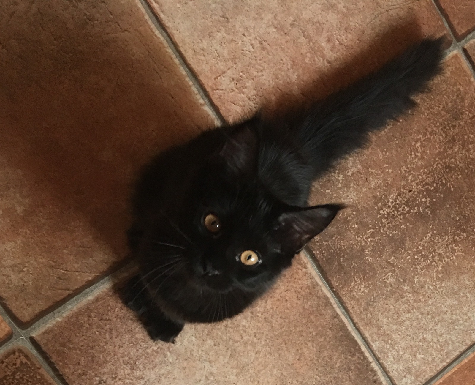 Как я покупала мейн- куна. | Пикабу