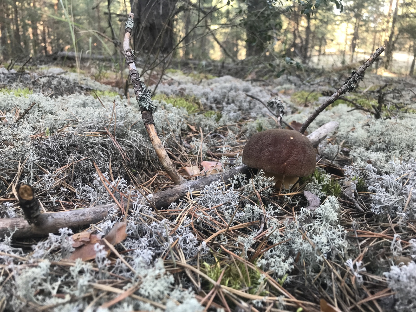 Frolishchi Nizhny Novgorod - My, , Mushrooms, Borovik, Porcini, Silent hunt, , Mushroom pickers, Longpost