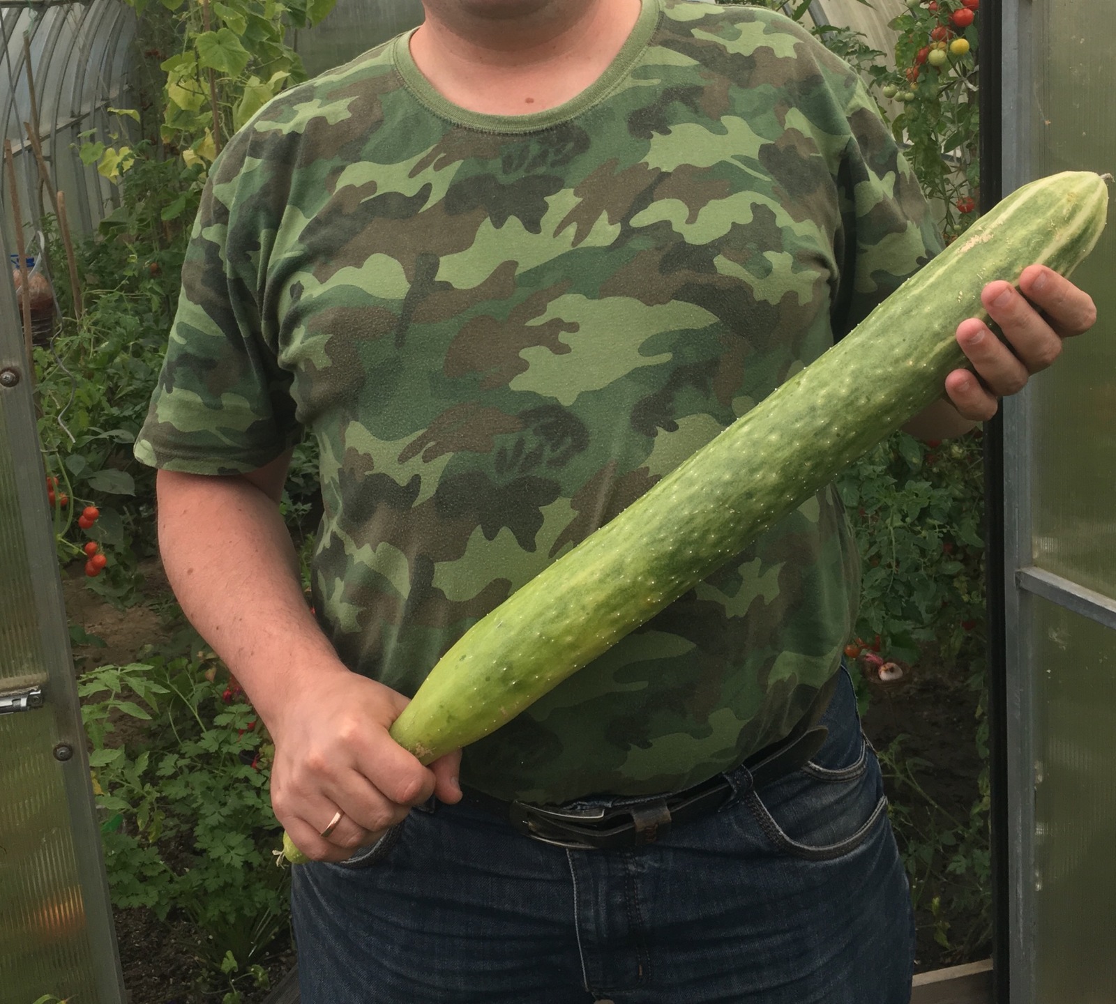 The cucumber has grown... - My, Cucumbers, Dacha, Greenhouse