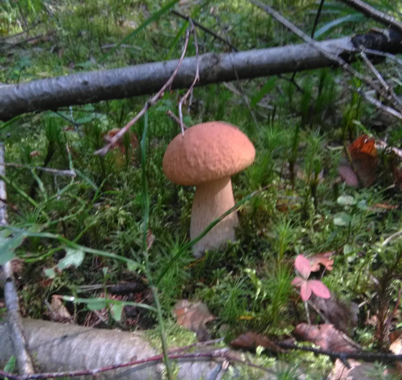 Nice walk in the forest. - Подмосковье, Mushrooms, White, Boletus, Hedgehog, Longpost