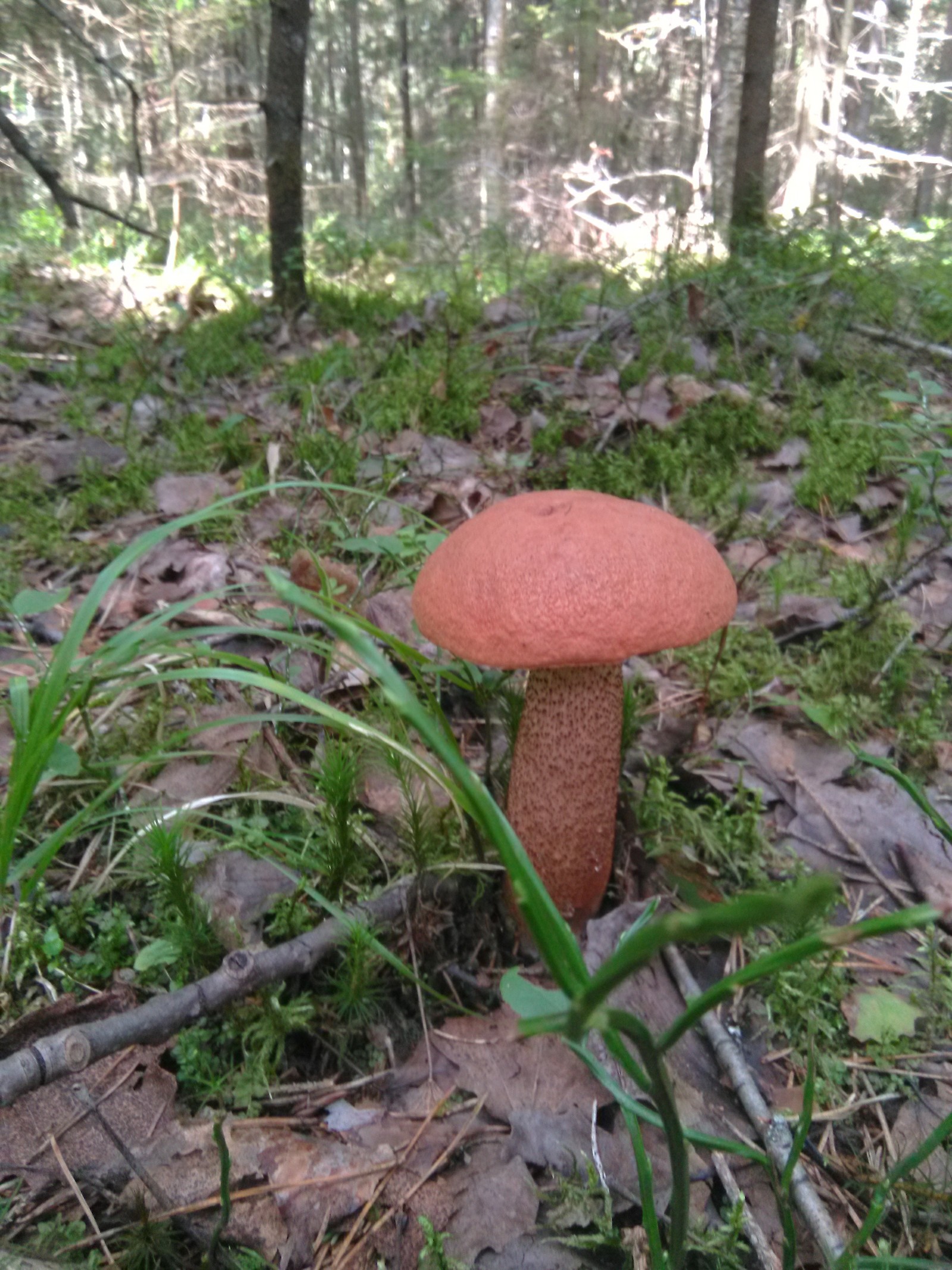 Nice walk in the forest. - Подмосковье, Mushrooms, White, Boletus, Hedgehog, Longpost