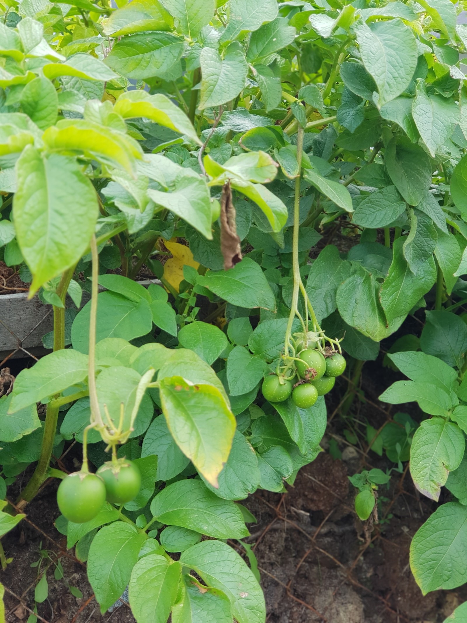 Potato, is that you? - My, Potato, Unusual, Garden