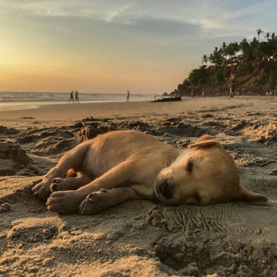 Travelers rescued a dying puppy from India and now he travels with them. - Travels, Dog, Dogs and people, India, Tourism, Interesting, Animals, The photo, Longpost