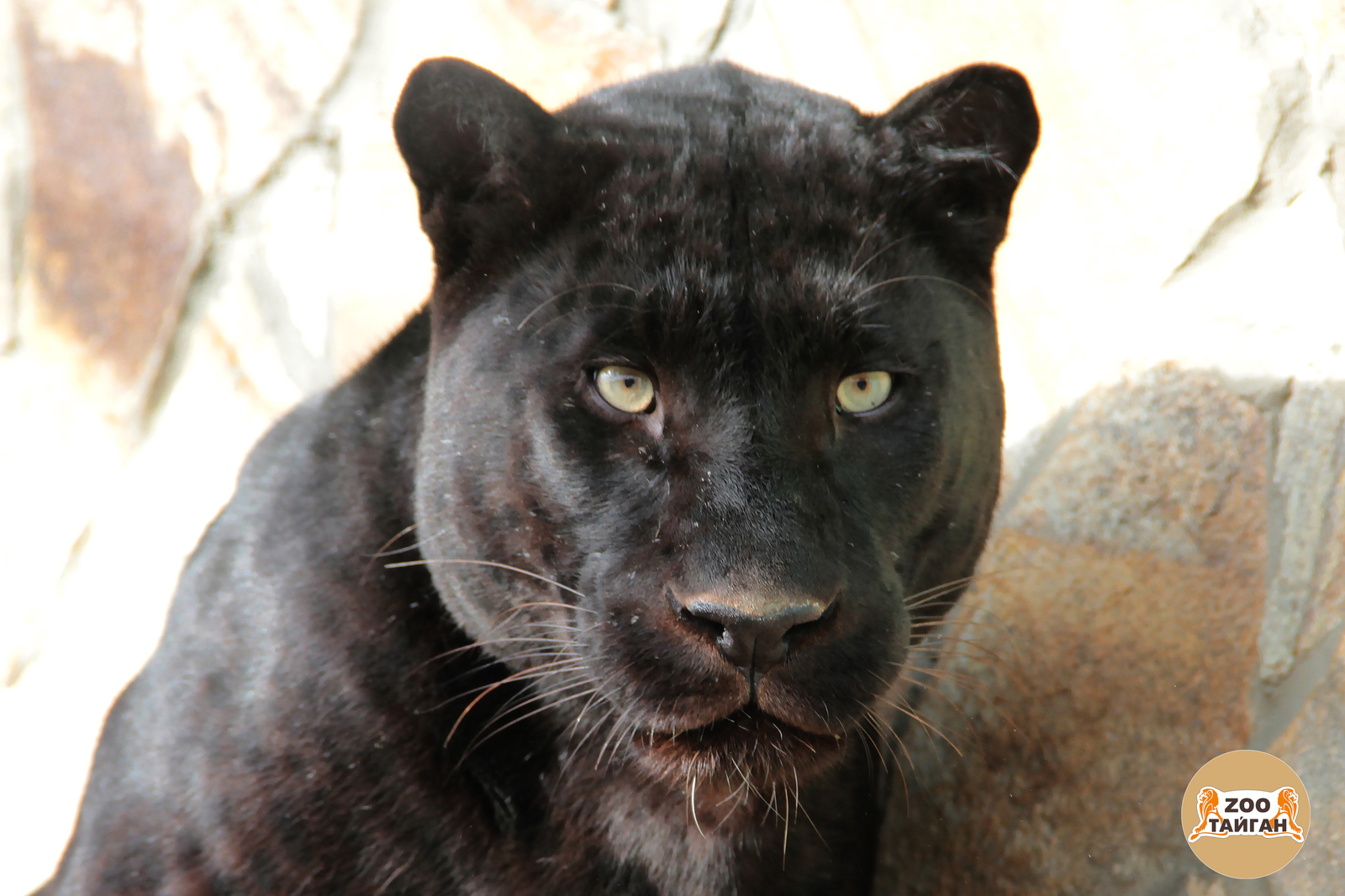 Black leopard Othello from Taigan. - My, Leopard, Panther, Predator, cat, Zoo, Taigan Lions Park, Crimea, Animals