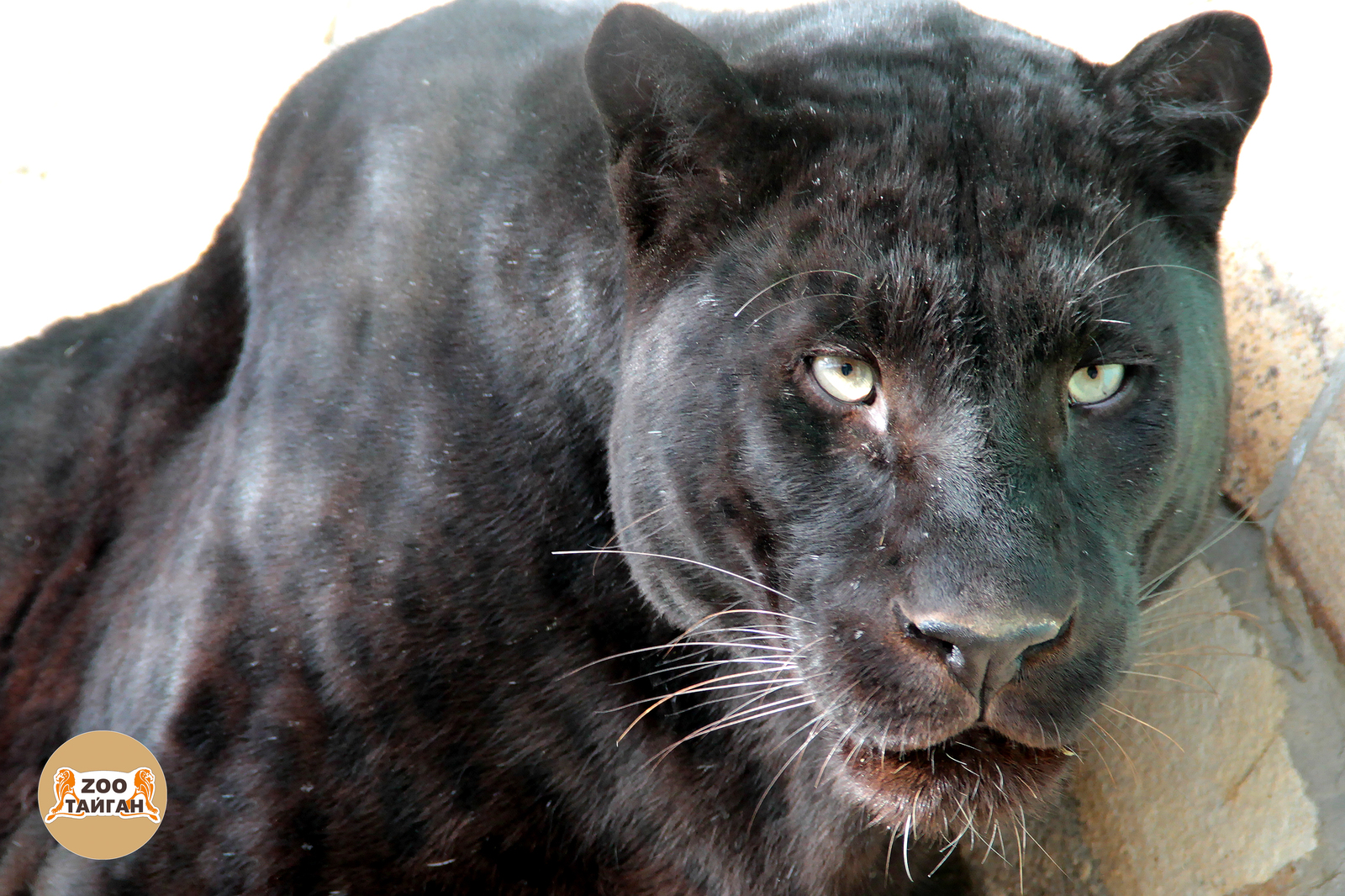 Black leopard Othello from Taigan. - My, Leopard, Panther, Predator, cat, Zoo, Taigan Lions Park, Crimea, Animals