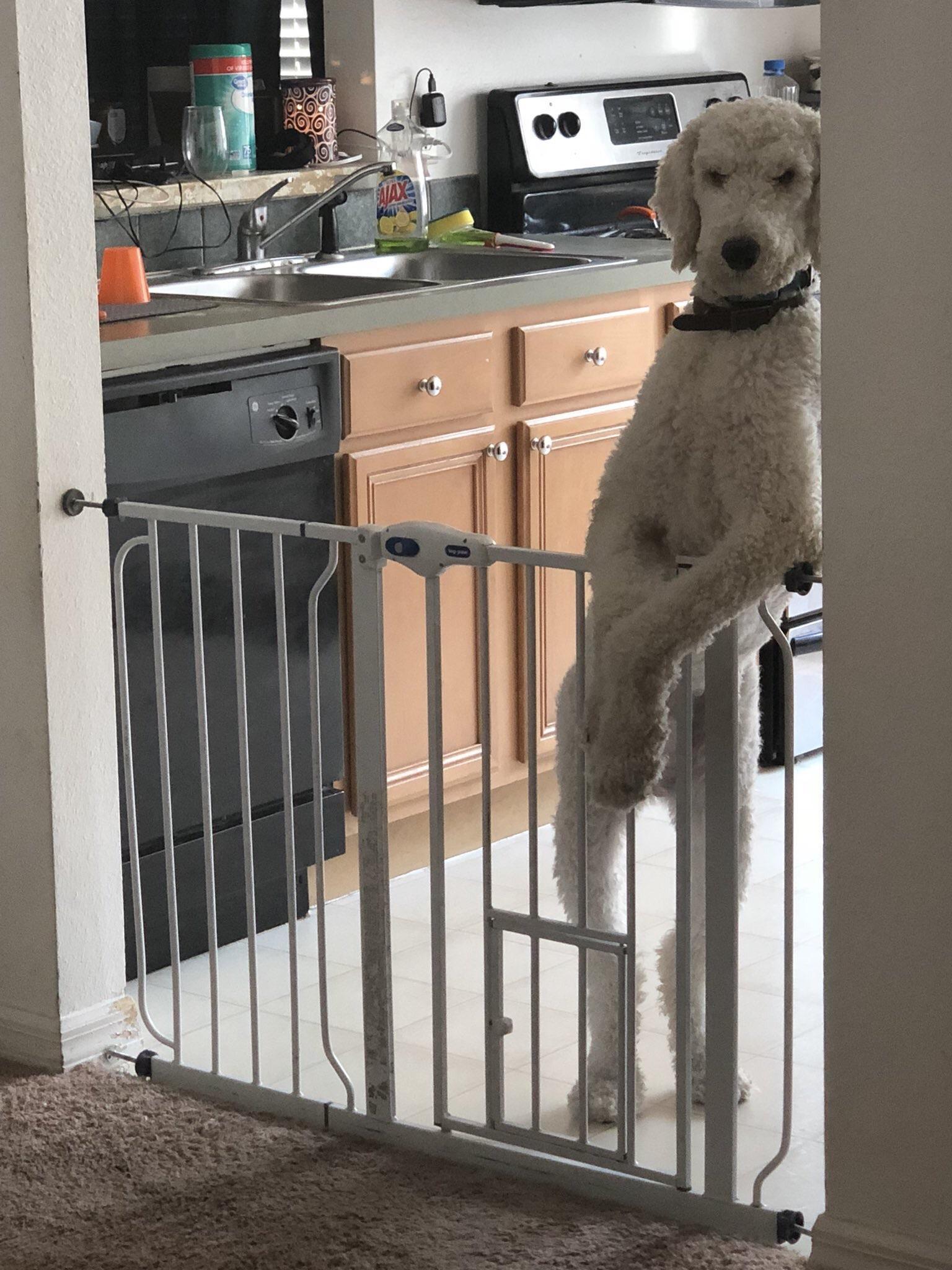 This dog looks like a security guard at the entrance to a nightclub - The photo, Animals, Dog, Pose, Bouncers, Reddit