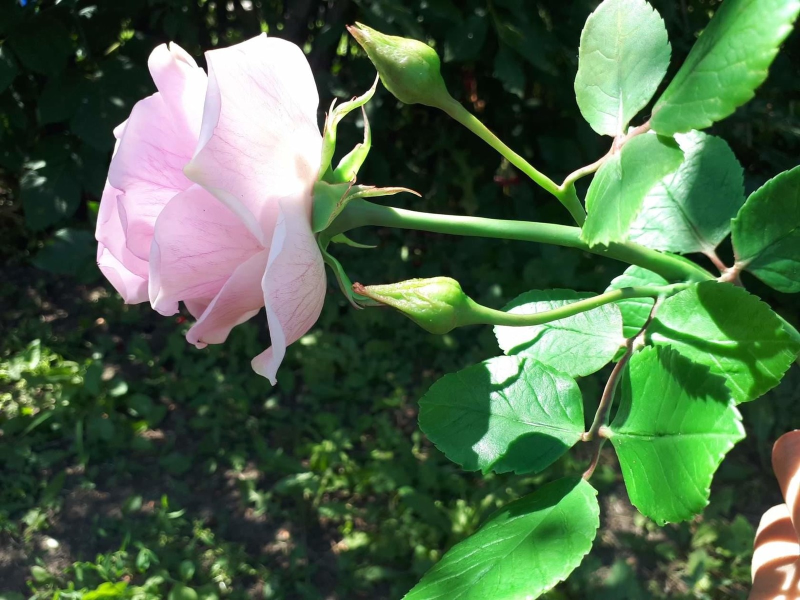 Handmade pink rose - My, Cold porcelain, Polymer clay, Needlework without process, Flowers, Handmade, the Rose, Longpost