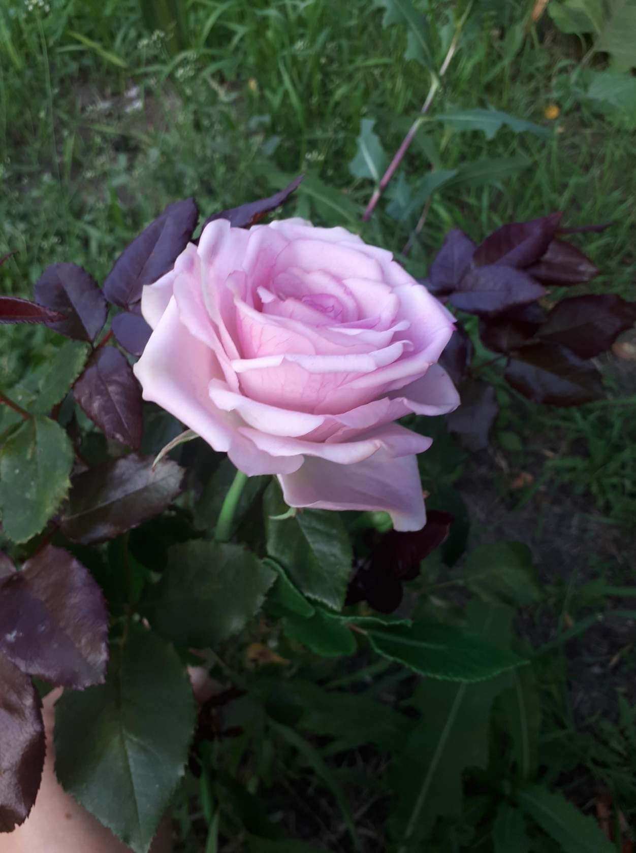 Handmade pink rose - My, Cold porcelain, Polymer clay, Needlework without process, Flowers, Handmade, the Rose, Longpost