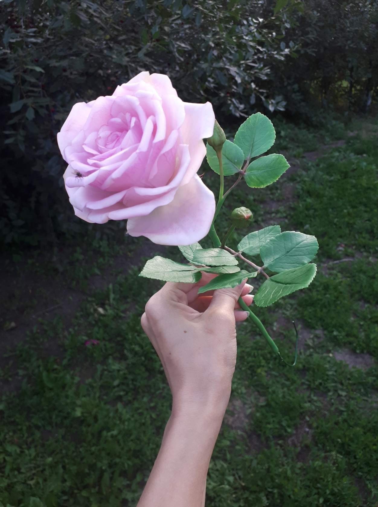 Handmade pink rose - My, Cold porcelain, Polymer clay, Needlework without process, Flowers, Handmade, the Rose, Longpost