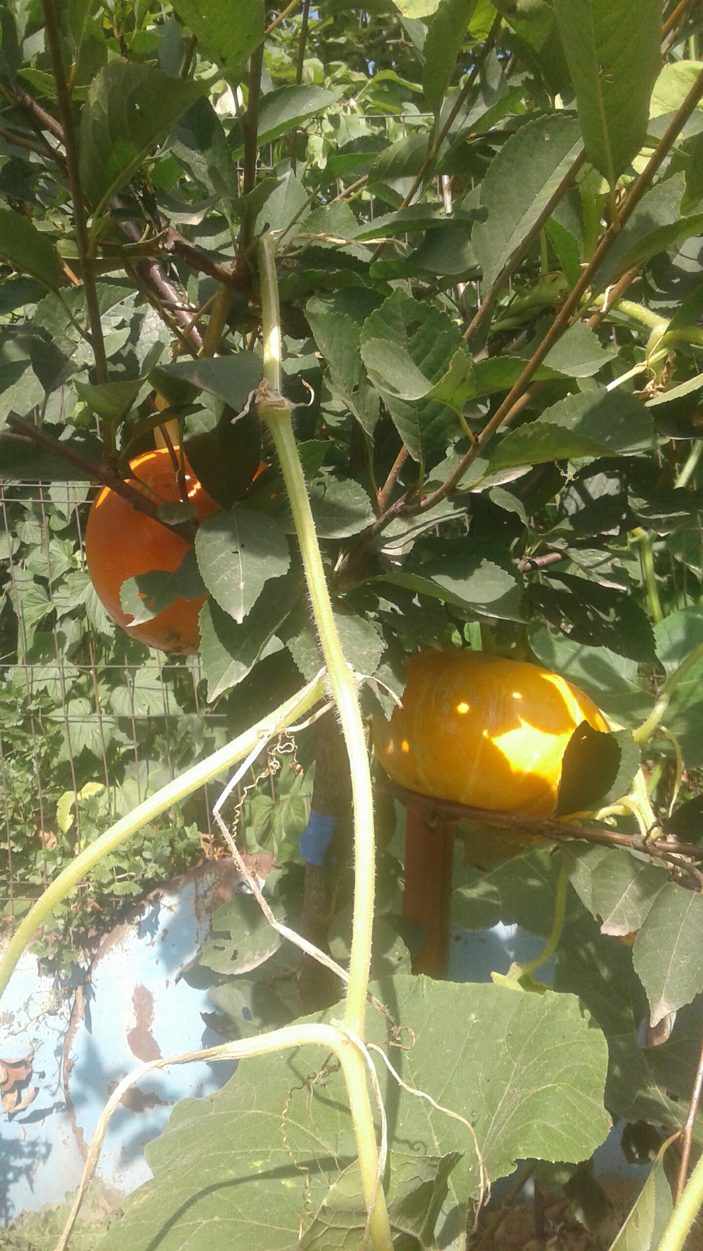 Pumpkin - My, Pumpkin, Tree, Dacha, Garden, , Longpost