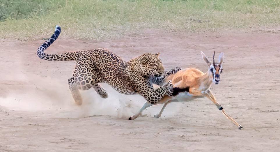 The moment of the hunt - Leopard, Gazelle, The photo, 