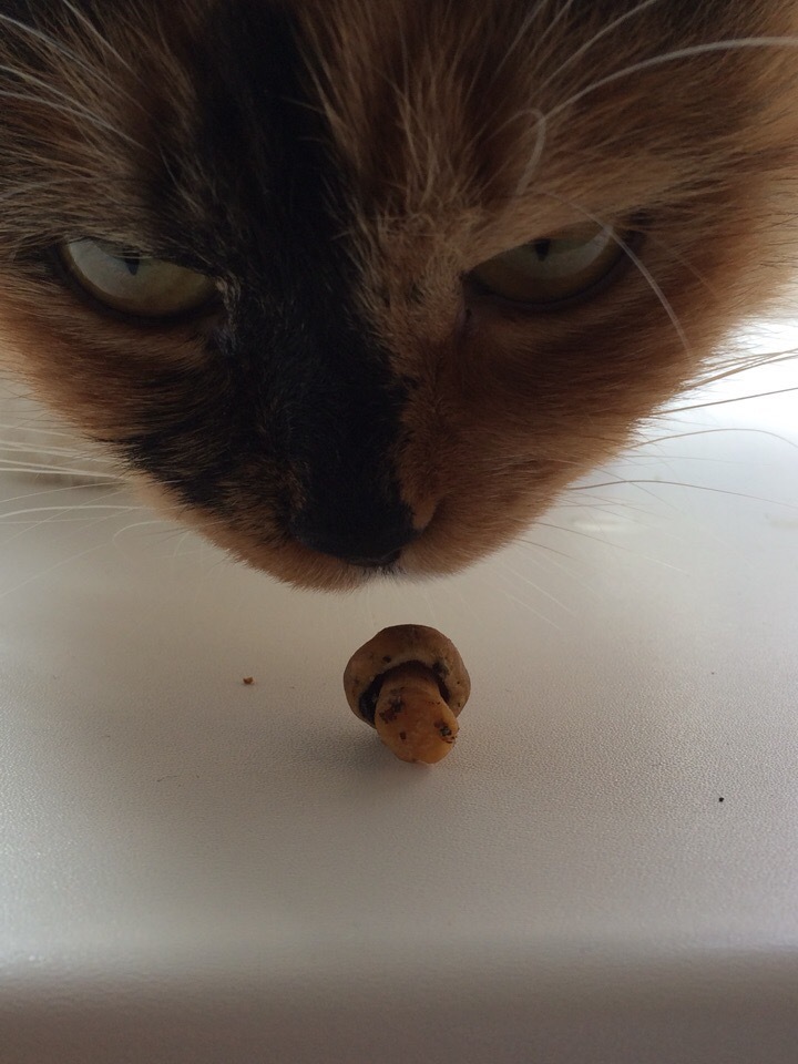 My cat appreciated the harvest :D - cat, Catomafia, Mushrooms, Big size