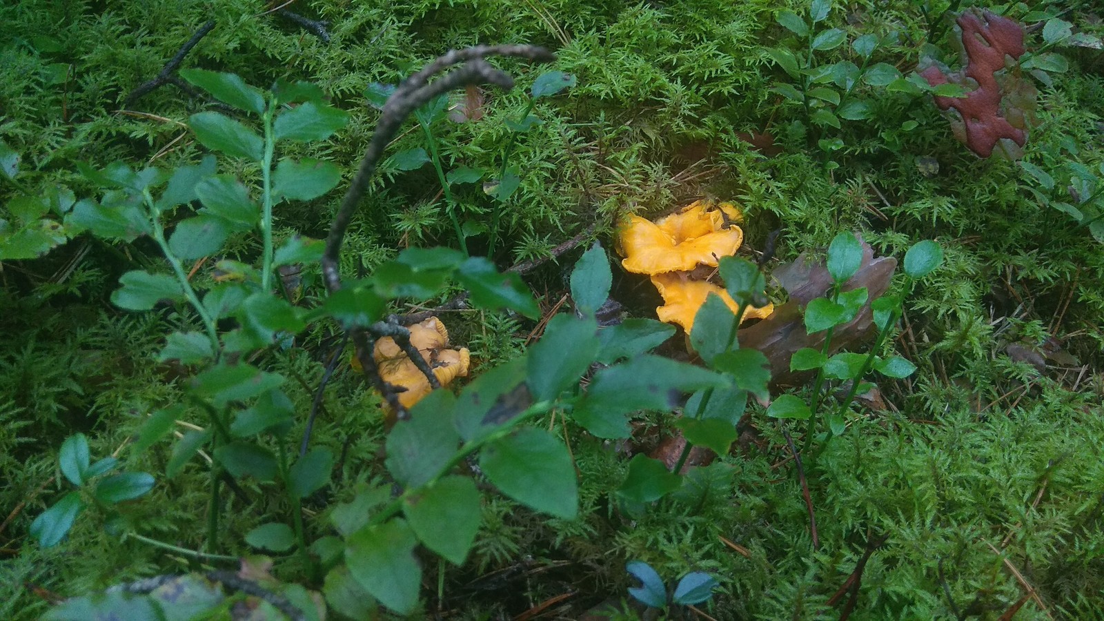 Some photos for my subscribers-12 - My, Mushrooms, Forest, Autumn, Longpost