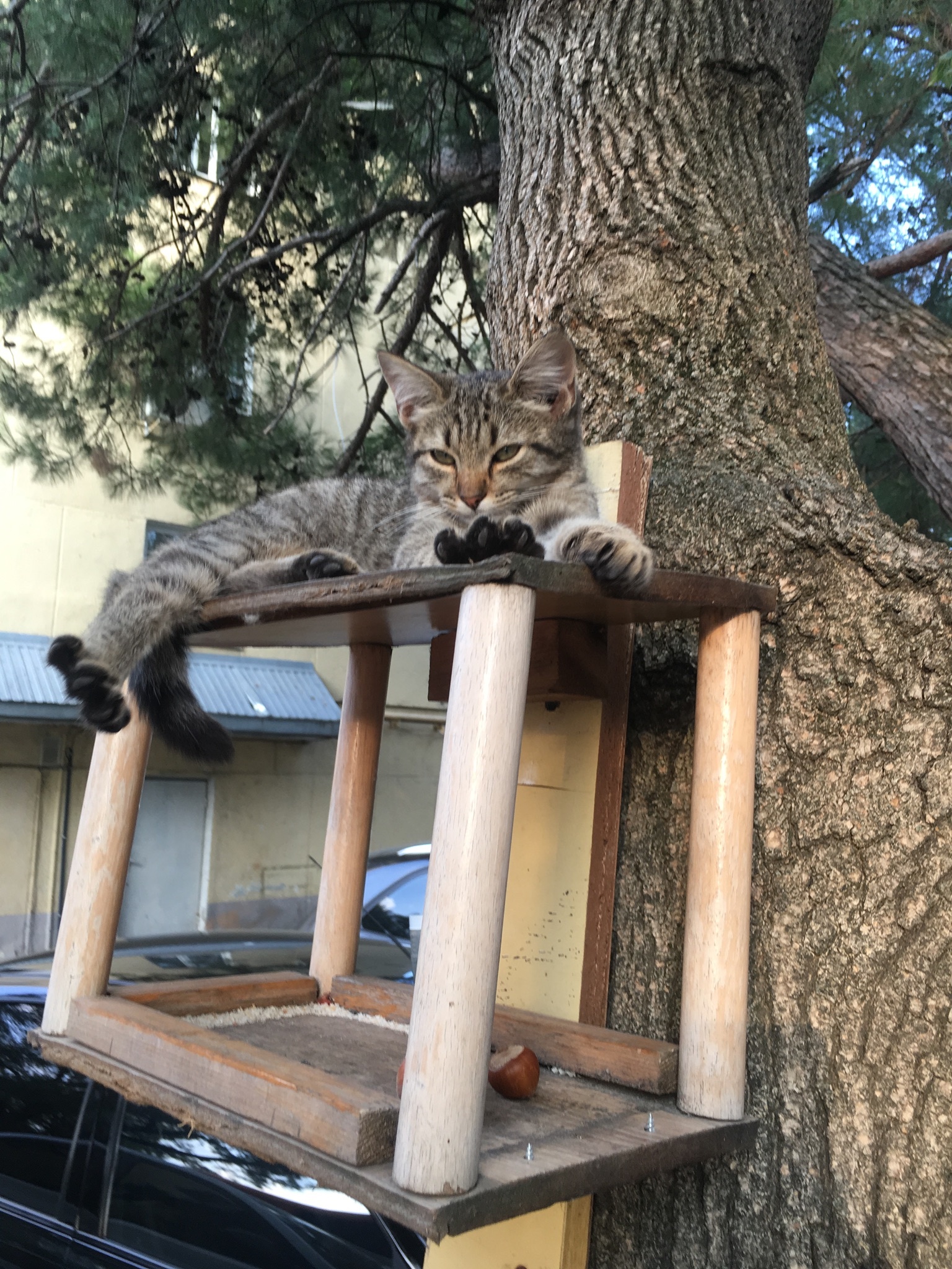 Two nuts for a cat - My, cat, Trough, Nuts