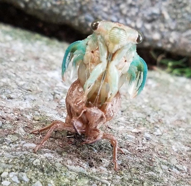 Alien creature or Cicada in the process of molting - Cicada, Aliens, Molting