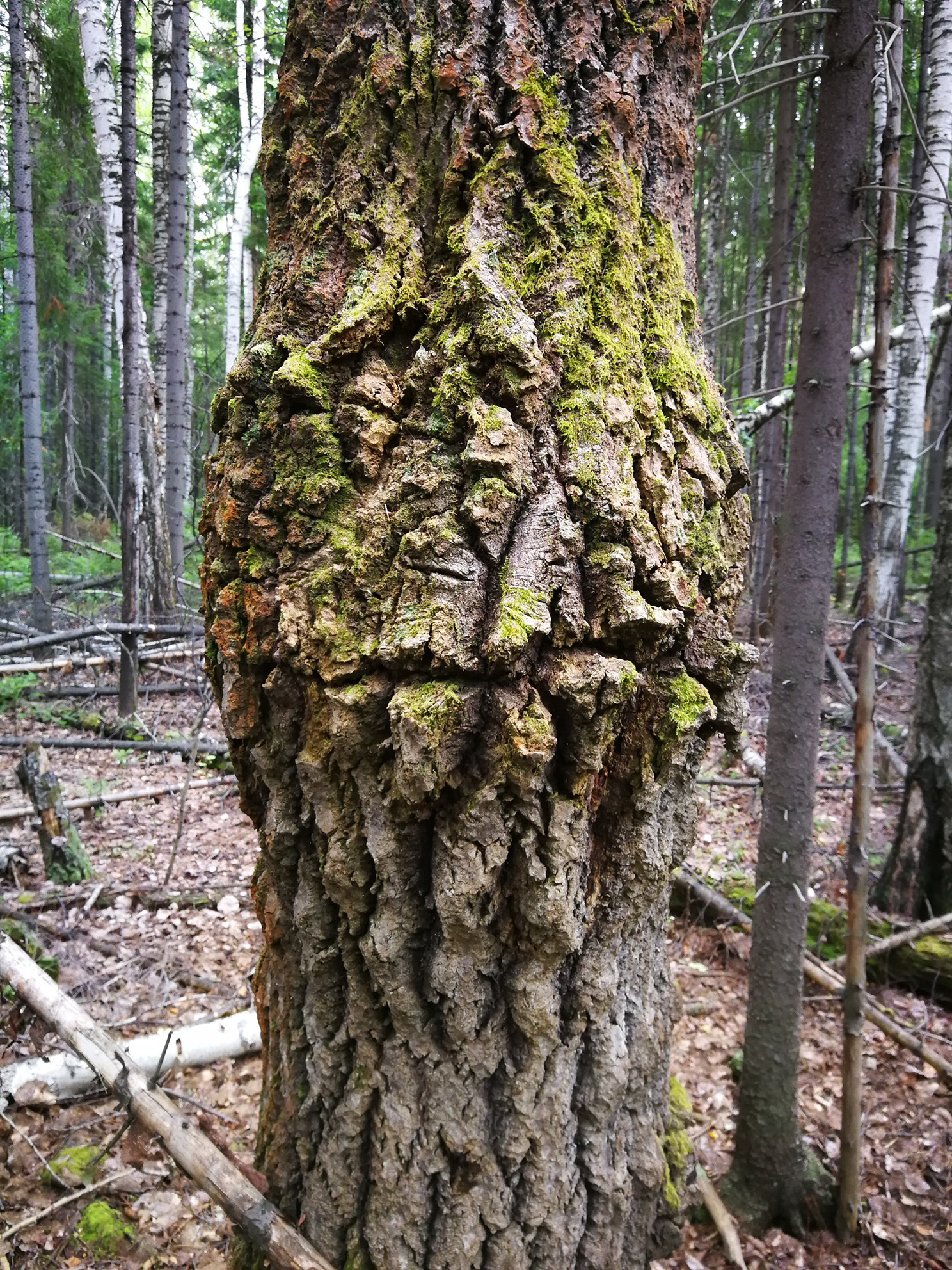 On the topic of mushrooms. - My, Forest, Mushrooms, , , Longpost