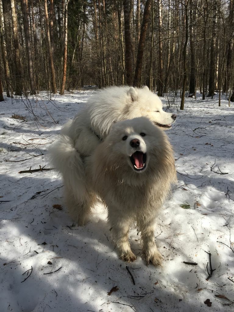 Do not snooze! - Samoyed, Nature, Instinct, Fox