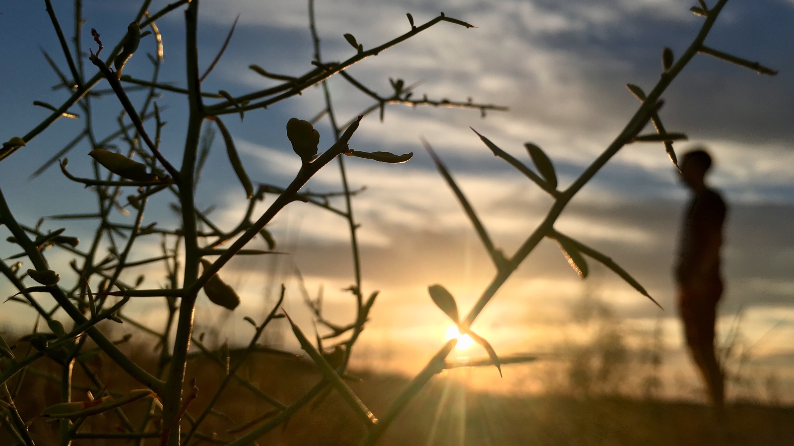 Last days of pro6@..0th summer - My, The photo, Sunset, Thorn, Sky