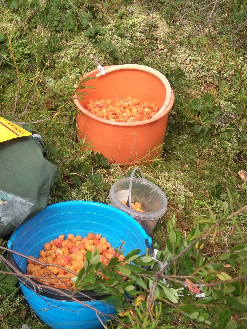 In the forests of Karelia (July photos) - My, Cloudberry, Forest, Chanterelles, Nature, , Longpost