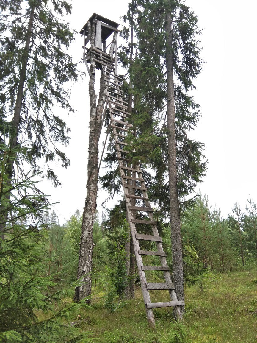 In the forests of Karelia (July photos) - My, Cloudberry, Forest, Chanterelles, Nature, , Longpost