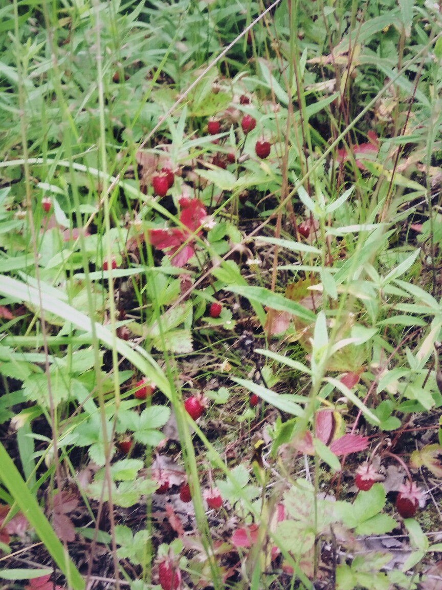 In the forests of Karelia (July photos) - My, Cloudberry, Forest, Chanterelles, Nature, , Longpost