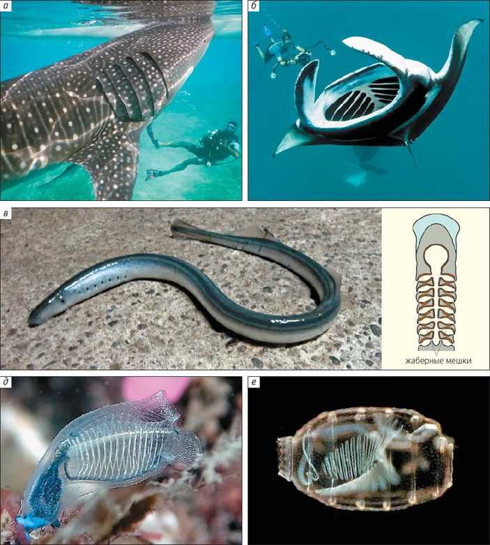 How did gill slits originate? - The science, Paleontology, Evolution, Gills, Animals, Zoology, Copy-paste, Elementy ru, Longpost