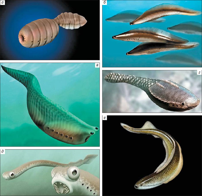 How did gill slits originate? - The science, Paleontology, Evolution, Gills, Animals, Zoology, Copy-paste, Elementy ru, Longpost