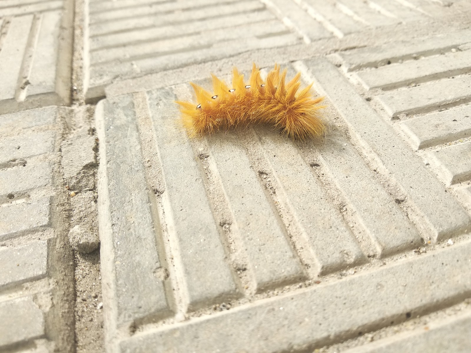 My strange friends - My, The photo, Caterpillar, Work