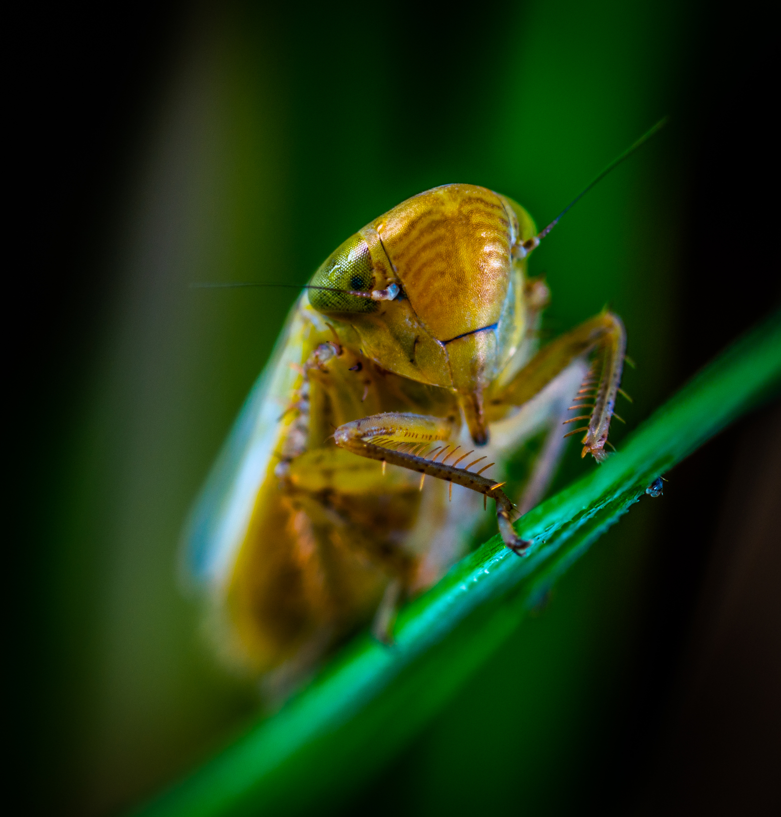 leafhopper - My, Macro, Macrohunt, , Insects, Mp-e 65 mm, Macro photography