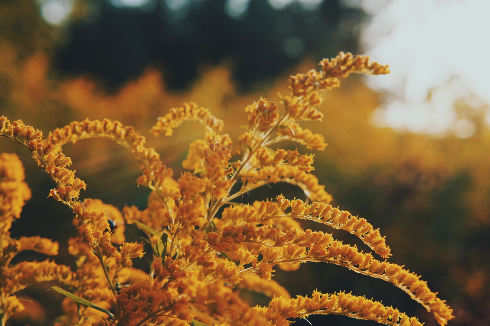 Goodbye summer. - My, Forest, Nature, August, beauty, Road, Longpost